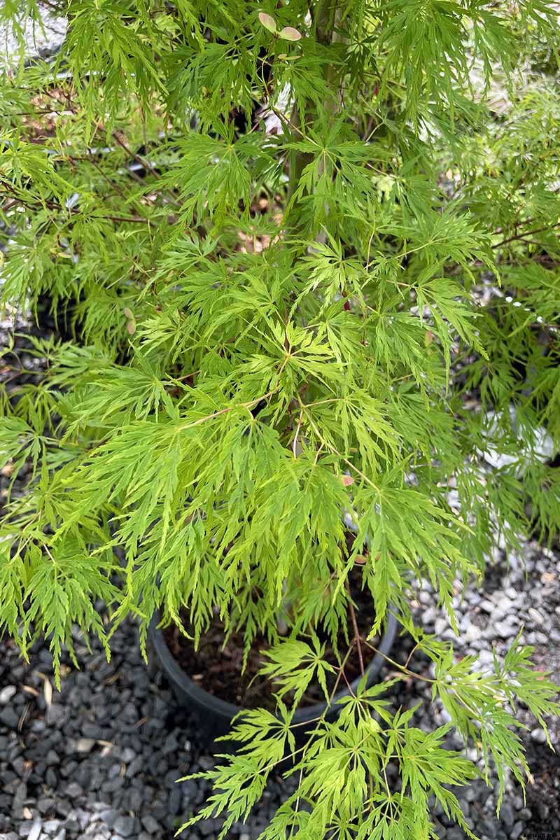 21 of the Best Japanese Maple Varieties