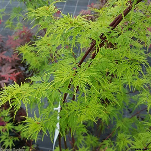 21 of the Best Japanese Maple Varieties
