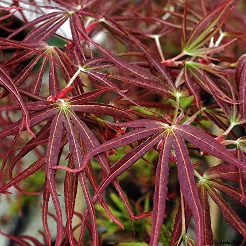 21 of the Best Japanese Maple Varieties