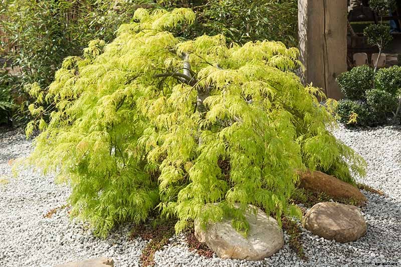 21 of the Best Japanese Maple Varieties