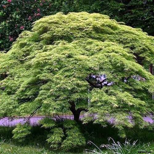 21 of the Best Japanese Maple Varieties