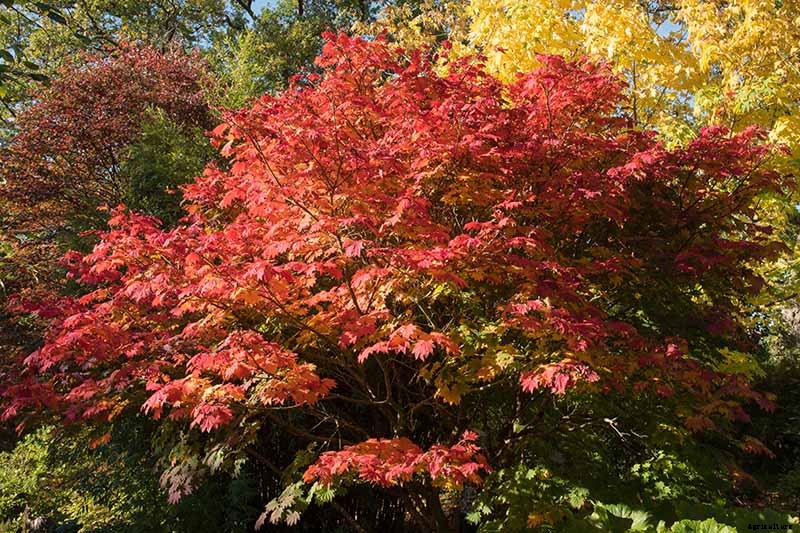 21 of the Best Japanese Maple Varieties