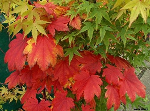 21 of the Best Japanese Maple Varieties