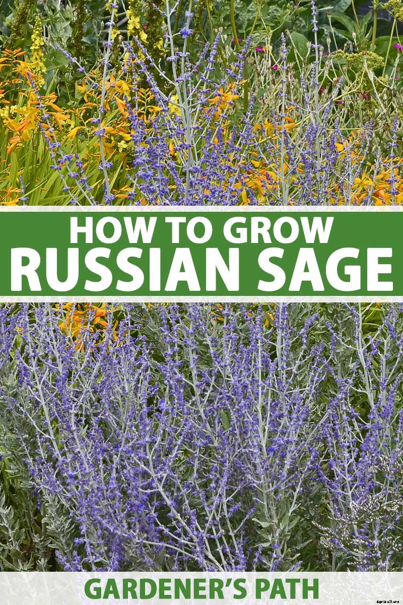 How to Grow and Care for Russian Sage