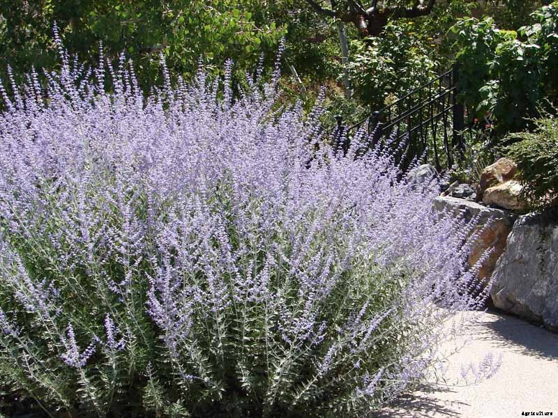 How to Grow and Care for Russian Sage
