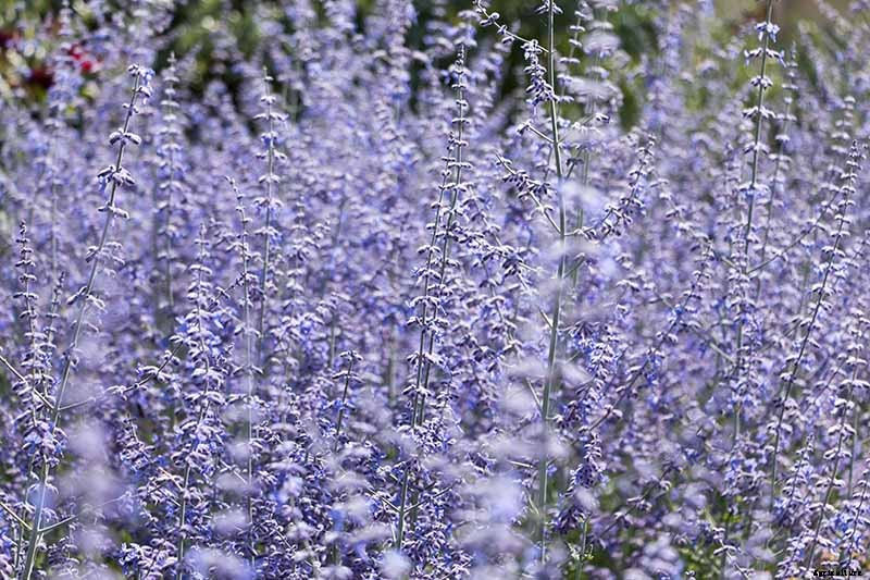 How to Grow and Care for Russian Sage