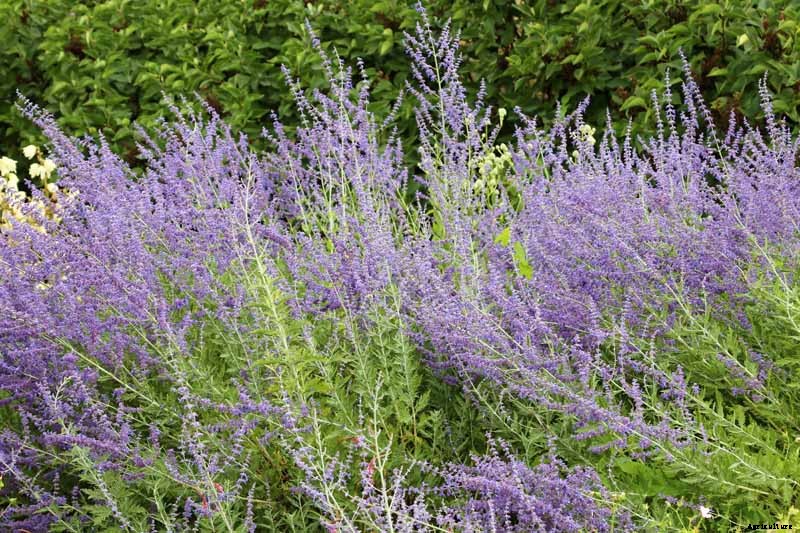 How to Grow and Care for Russian Sage