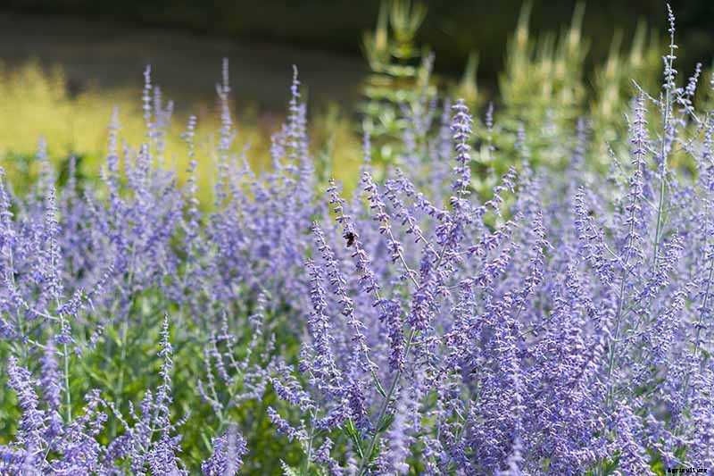 How to Grow and Care for Russian Sage