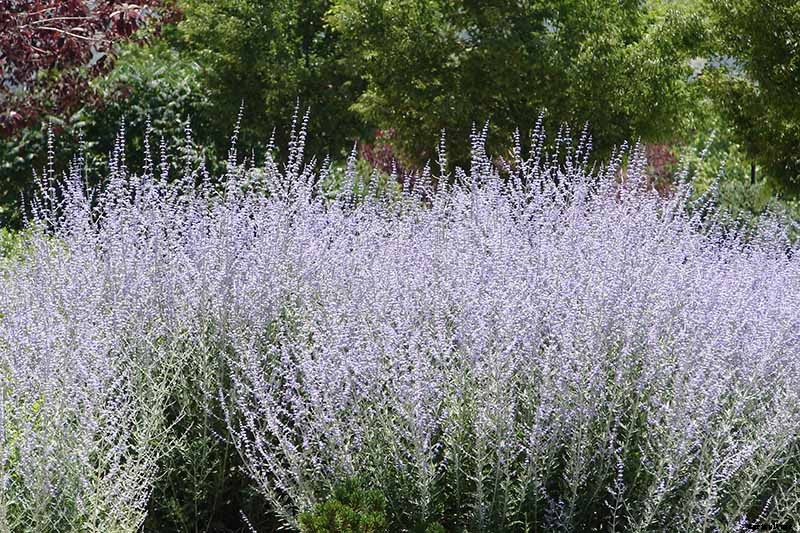 How to Grow and Care for Russian Sage