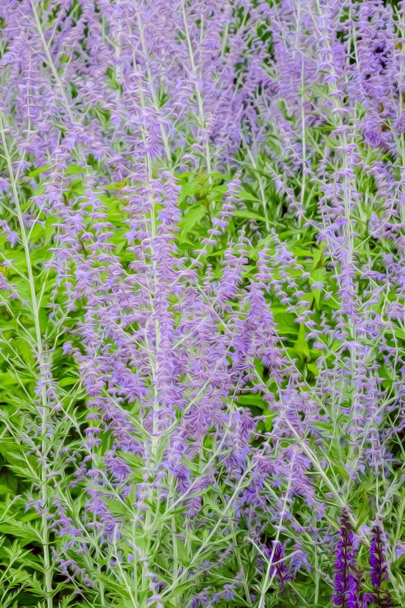 How to Grow and Care for Russian Sage