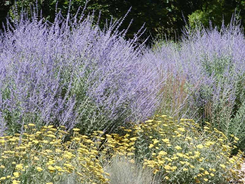 How to Grow and Care for Russian Sage