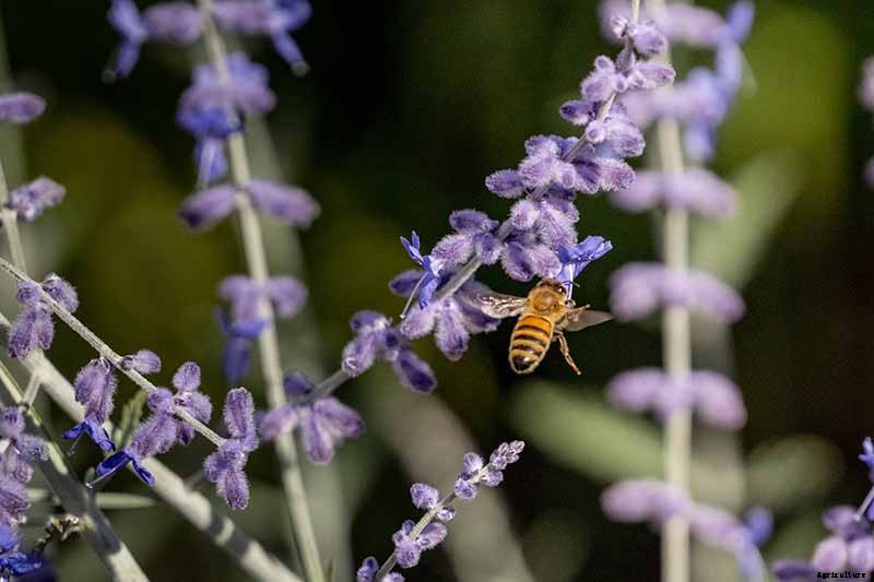How to Grow and Care for Russian Sage