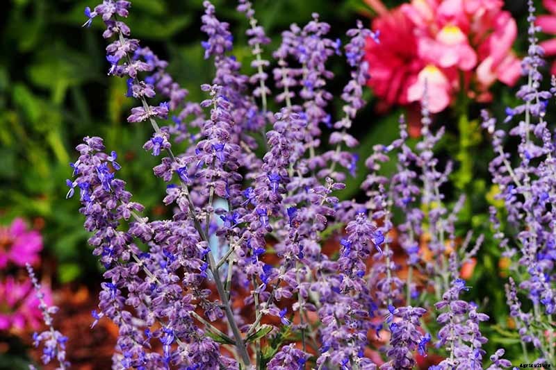 How to Grow and Care for Russian Sage