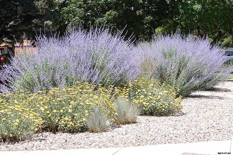 How to Grow and Care for Russian Sage