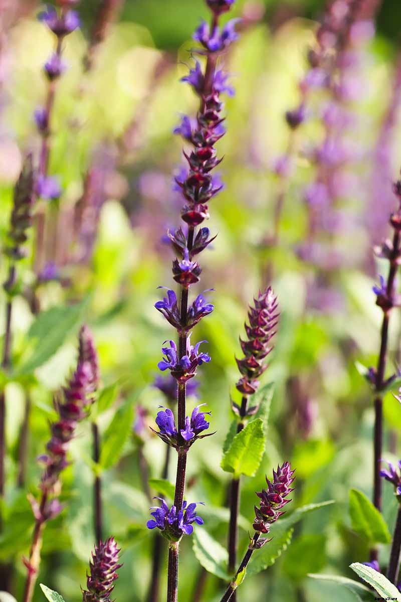 How to Grow and Care for Russian Sage