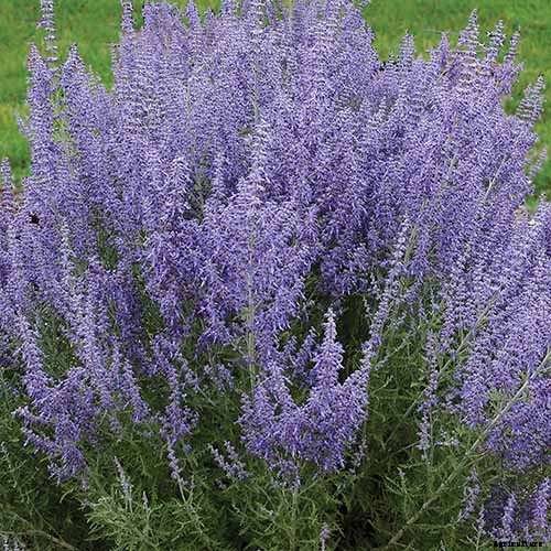 How to Grow and Care for Russian Sage