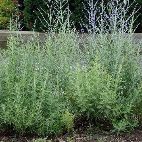 How to Grow and Care for Russian Sage