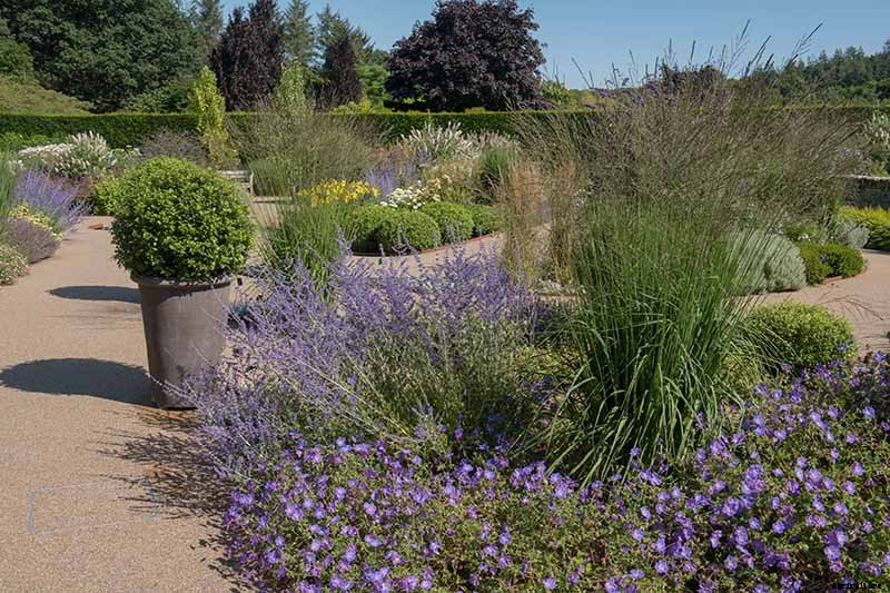 How to Grow and Care for Russian Sage