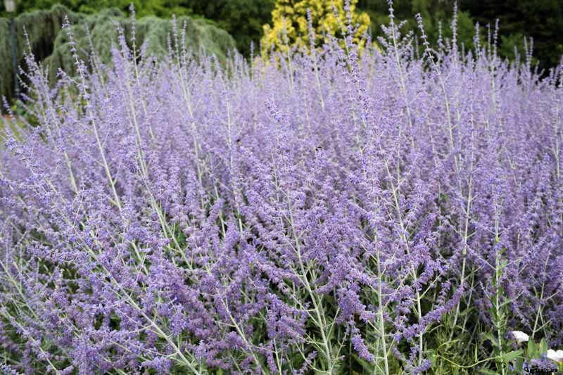 How to Grow and Care for Russian Sage