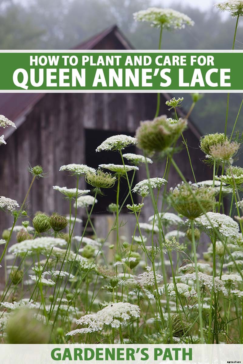 How to Grow and Care for Queen Anne’s Lace
