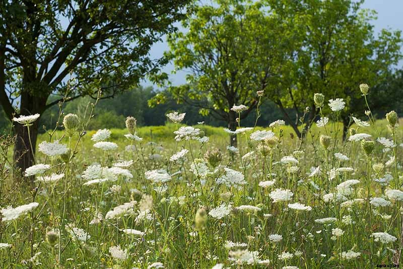 How to Grow and Care for Queen Anne’s Lace