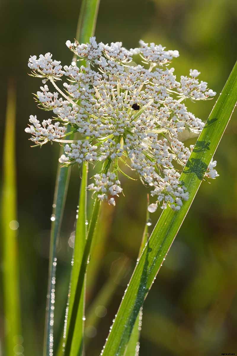 How to Grow and Care for Queen Anne’s Lace