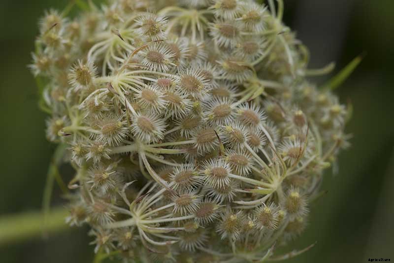 How to Grow and Care for Queen Anne’s Lace