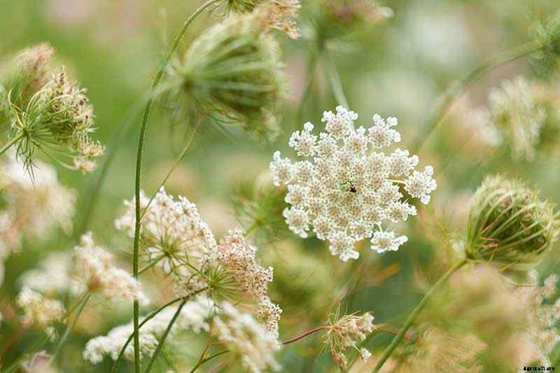 How to Grow and Care for Queen Anne’s Lace