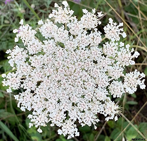 How to Grow and Care for Queen Anne’s Lace