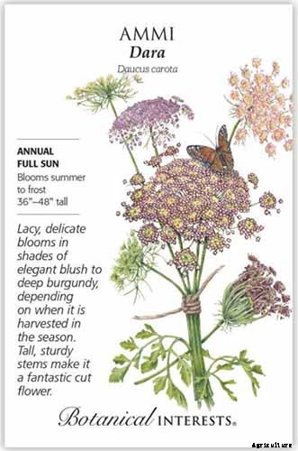 How to Grow and Care for Queen Anne’s Lace