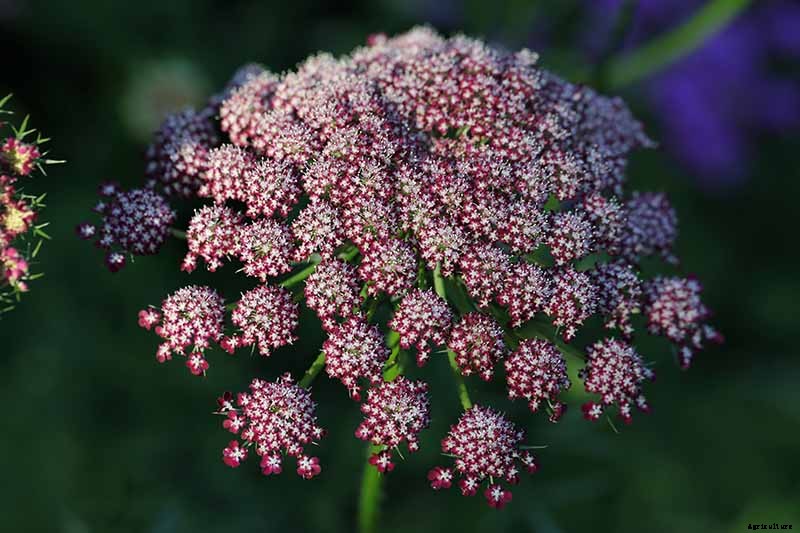 How to Grow and Care for Queen Anne’s Lace
