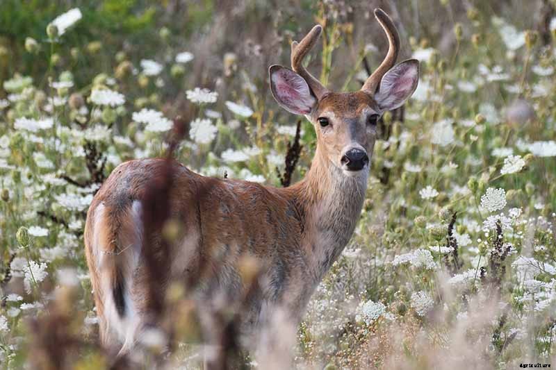How to Grow and Care for Queen Anne’s Lace