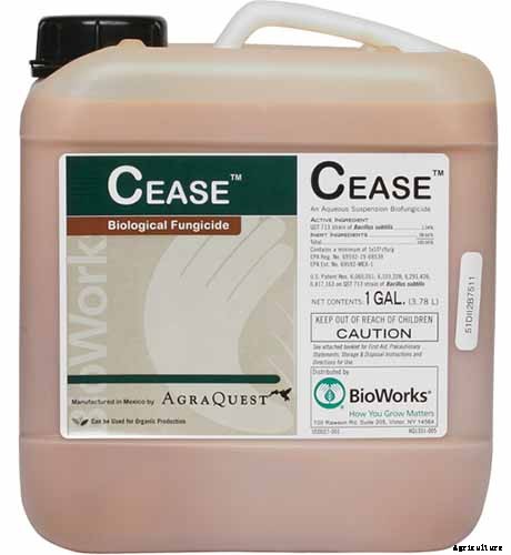 How to Grow and Care for Queen Anne’s Lace