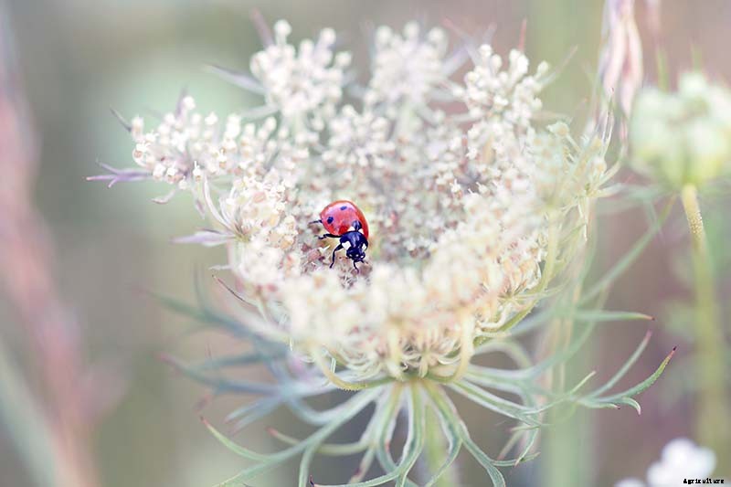 How to Grow and Care for Queen Anne’s Lace
