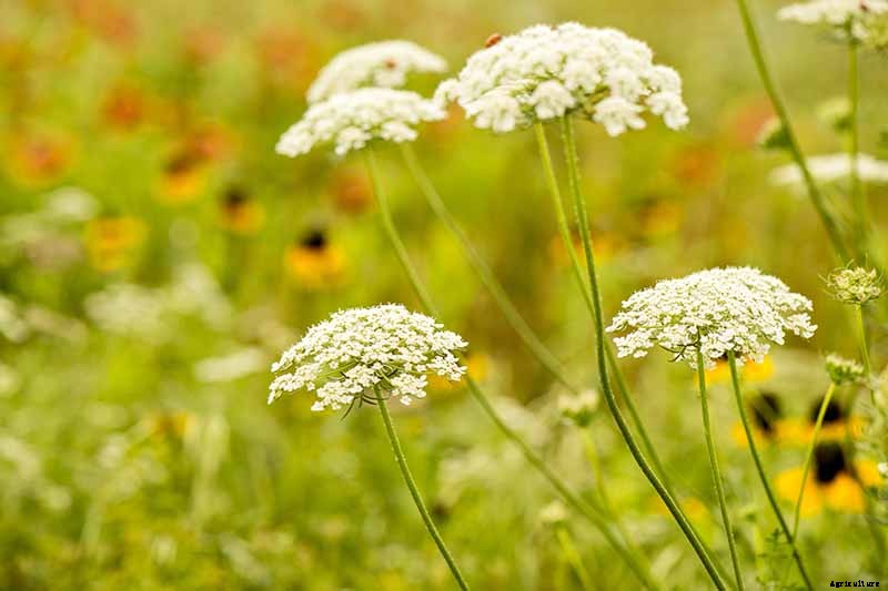 How to Grow and Care for Queen Anne’s Lace