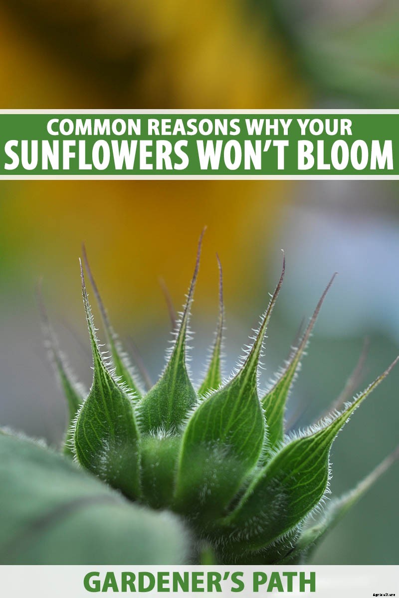 How to Help Sunflowers That Won’t Bloom