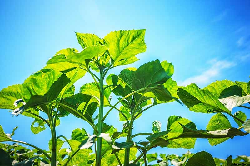 How to Help Sunflowers That Won’t Bloom