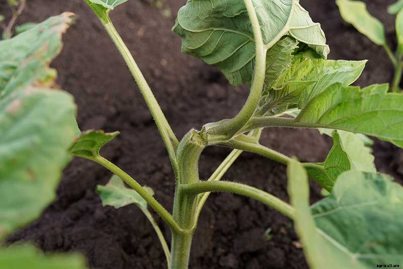 How to Help Sunflowers That Won’t Bloom
