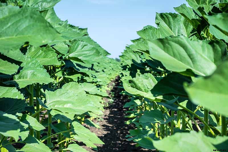 How to Help Sunflowers That Won’t Bloom