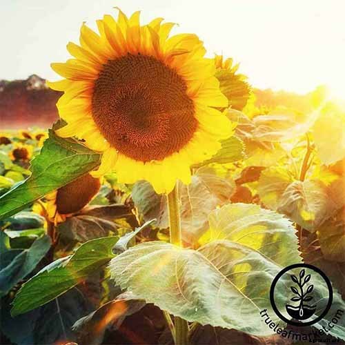 How to Help Sunflowers That Won’t Bloom