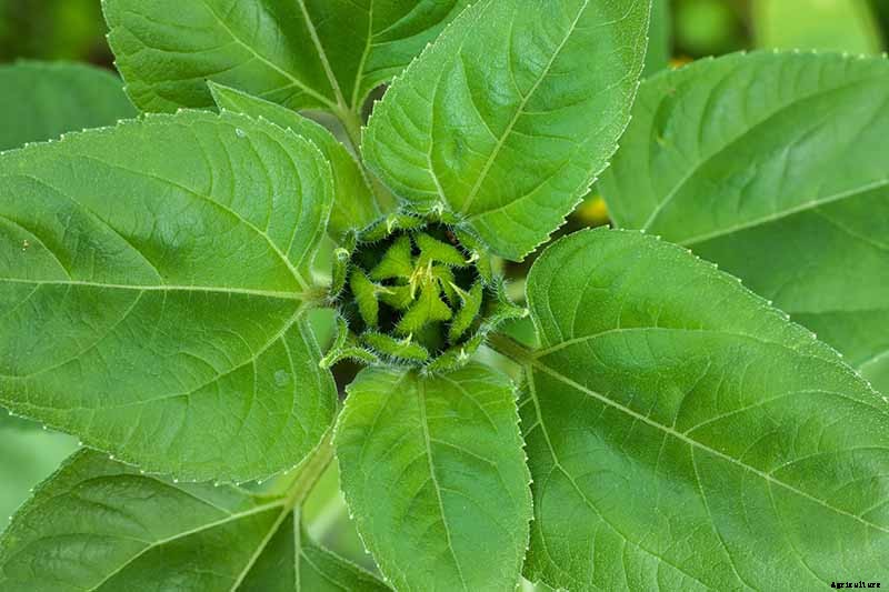 How to Help Sunflowers That Won’t Bloom
