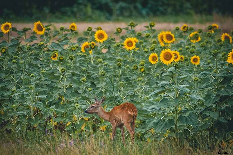 How to Help Sunflowers That Won’t Bloom
