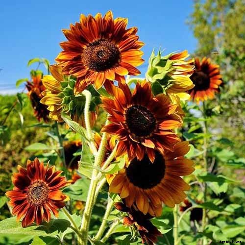 How to Help Sunflowers That Won’t Bloom