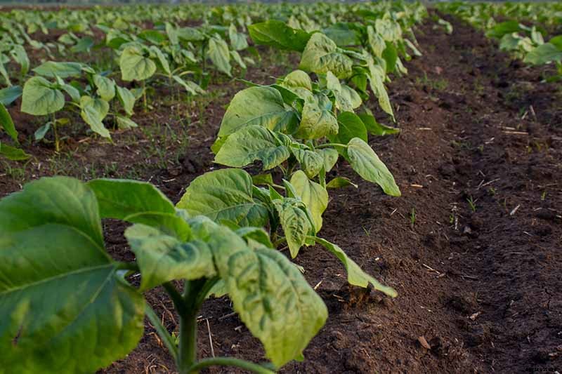 How to Help Sunflowers That Won’t Bloom