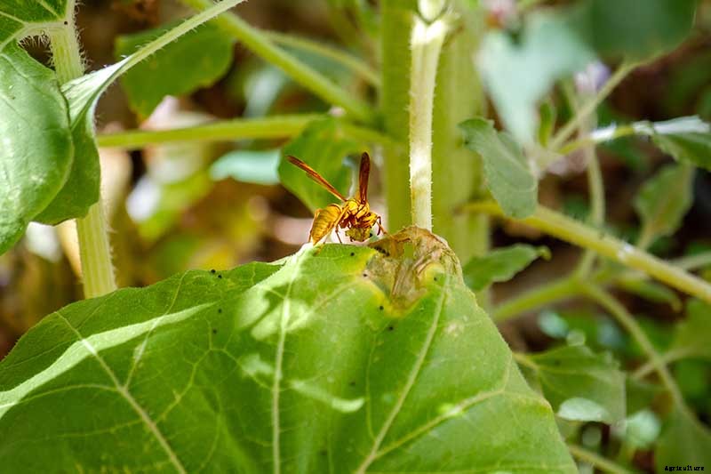 How to Help Sunflowers That Won’t Bloom