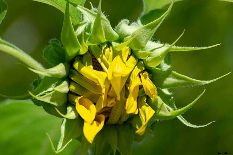 How to Help Sunflowers That Won’t Bloom