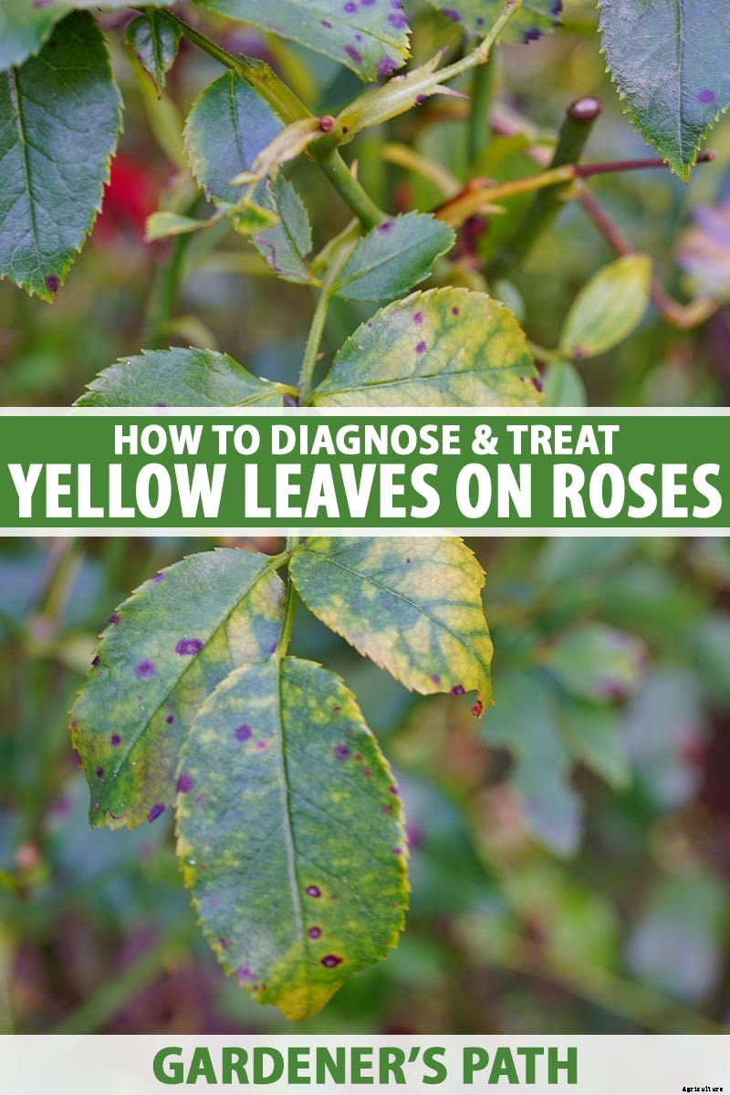 Why Are My Rose Leaves Turning Yellow?