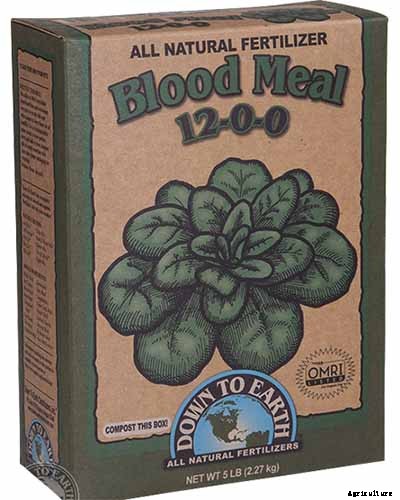 Why Are My Rose Leaves Turning Yellow?