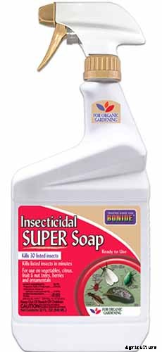 Why Are My Rose Leaves Turning Yellow?