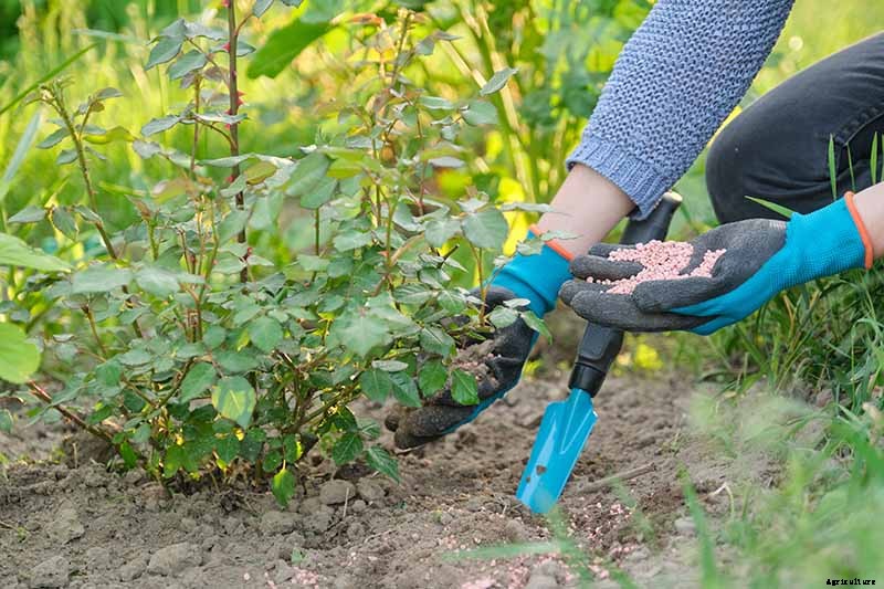 Why Are My Rose Leaves Turning Yellow?